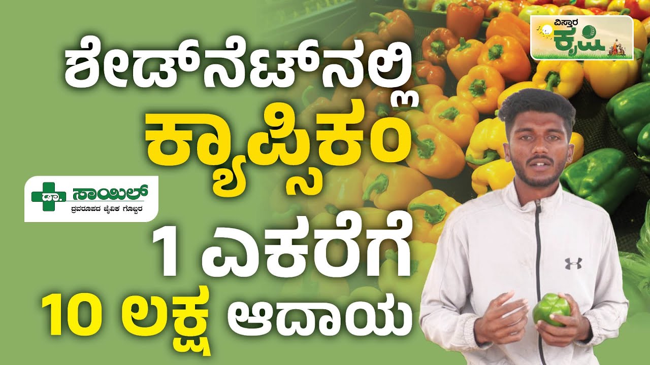 ಶೇಡ್ ನೆಟ್ ನಲ್ಲಿ ಕ್ಯಾಪ್ಸಿಕಂ 1 ಎಕರೆಗೆ 10 ಲಕ್ಷ‌ ಆದಾಯ | Capsicum Farming Vistara Krishi