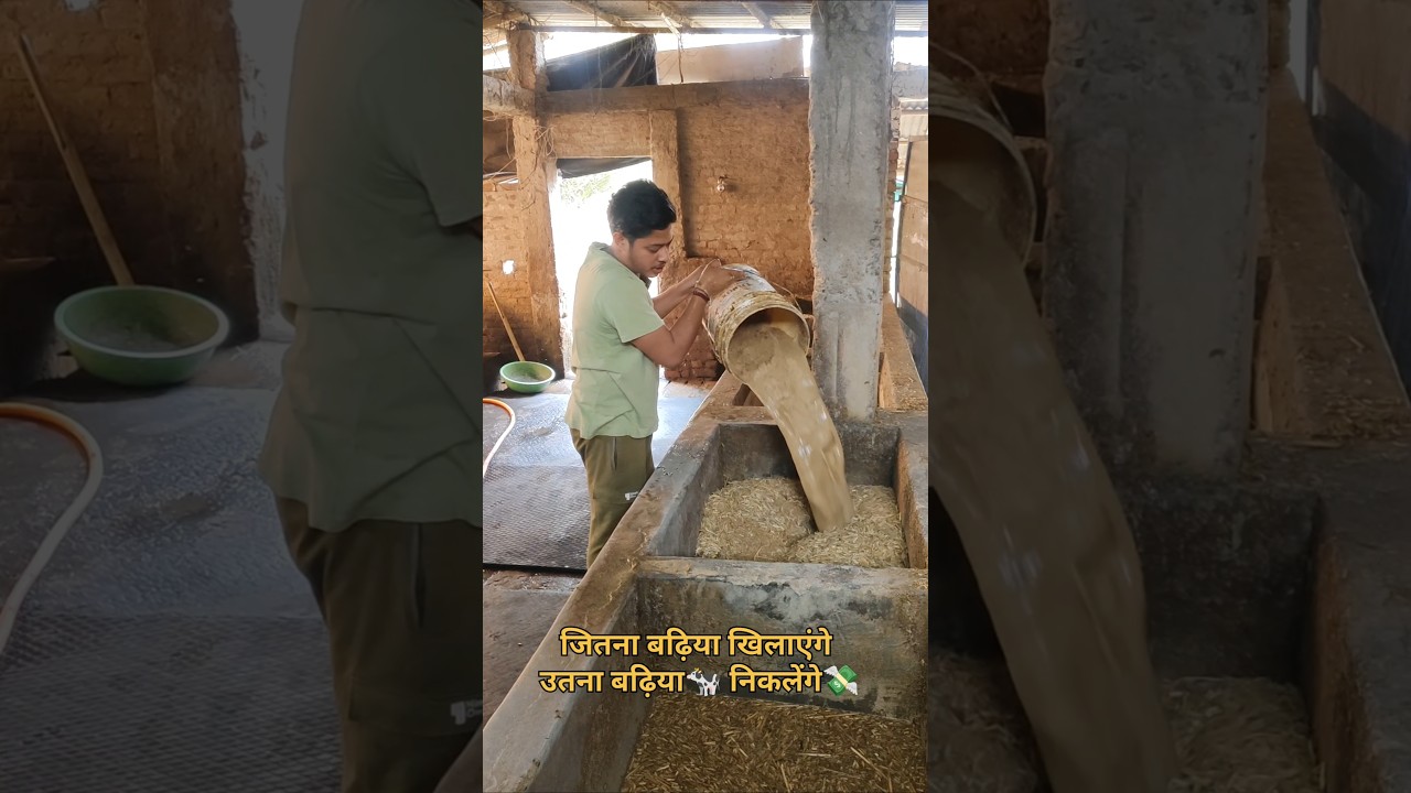 Feeding ✨ formula for cow & 🐮 buffalo 🐮#trending #ytshorts #dairyfarm #farm #adhikaryfarms #reel
