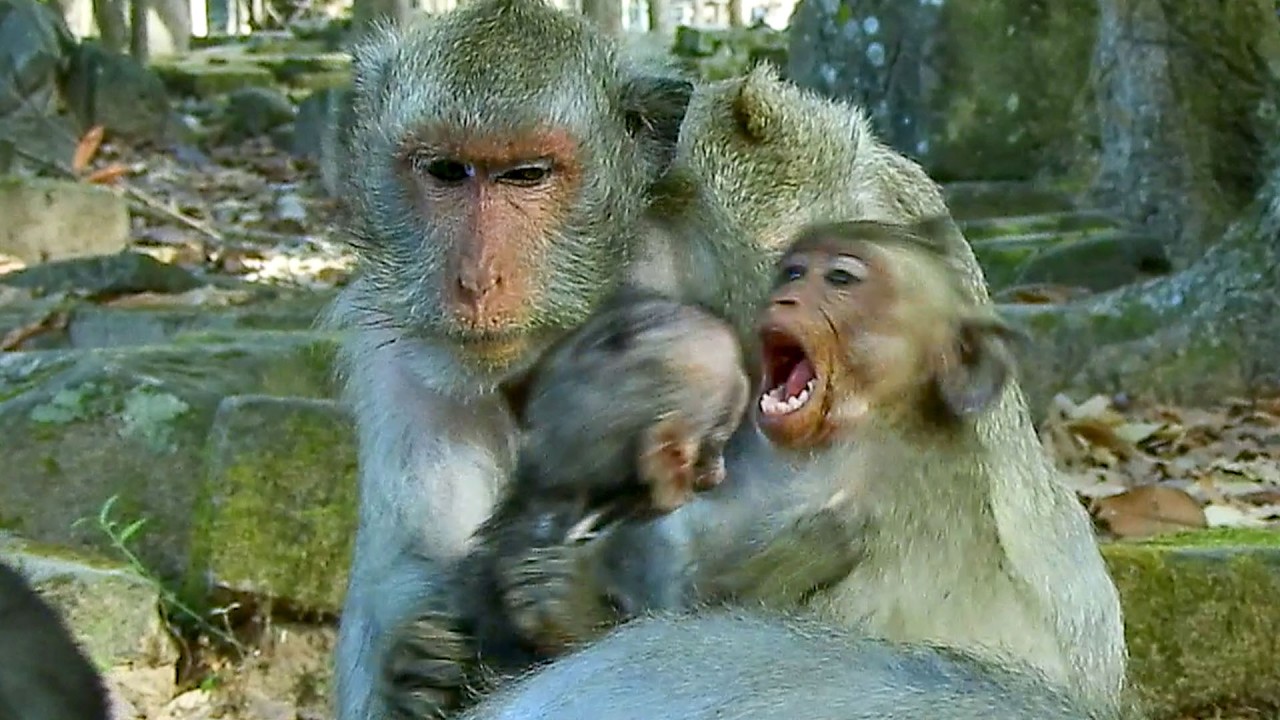 Jealous.. JAVOR tried smashed JAGGER from old mother JADE`s milk.