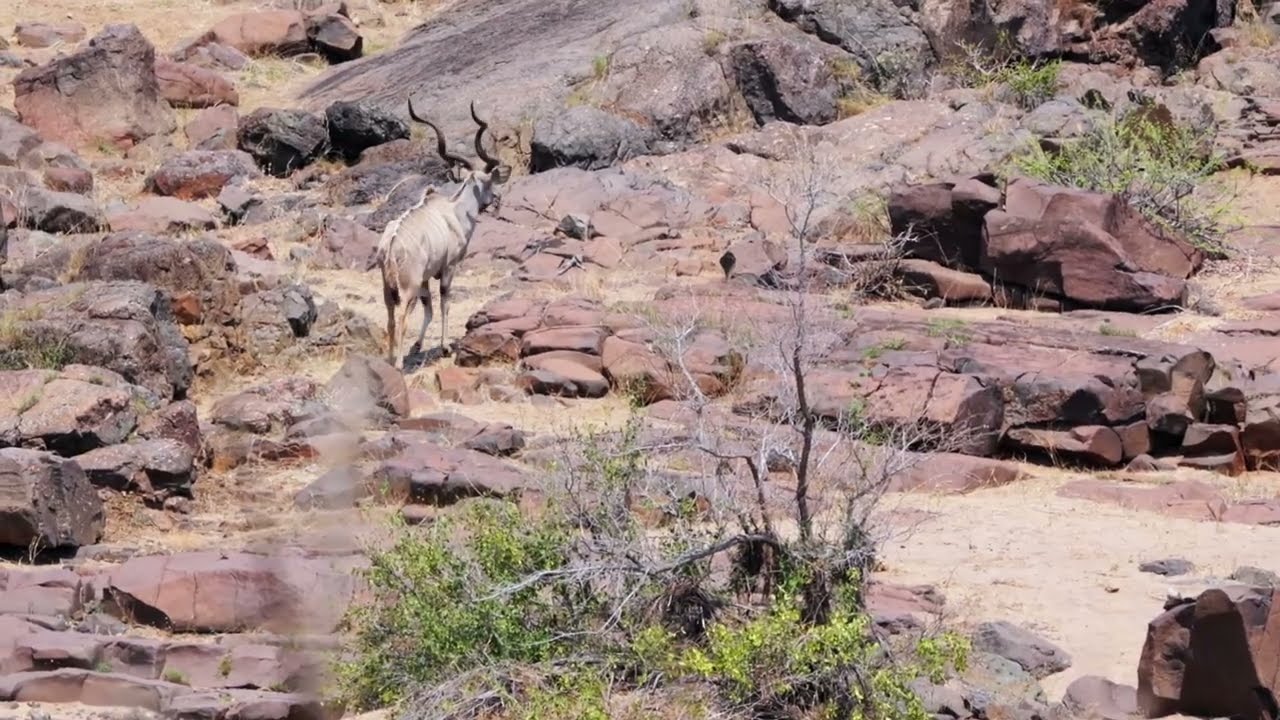 Lone Kudu Bull at Olifants Lookout