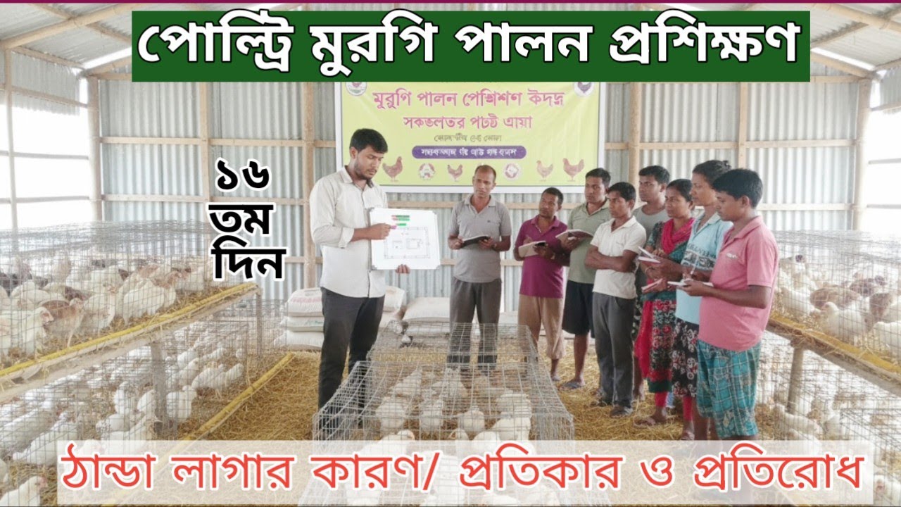৫০০ ব্রয়লার মুরগি পালন প্রশিক্ষণ || ঠান্ডা লাগার কারণ/প্রতিকার ও প্রতিরোধ। ১৬ তম দিন 