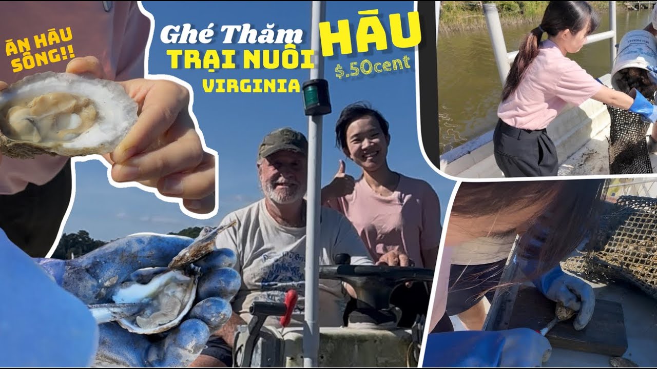 Bỏ lại tiệm phở 1 ngày -  Đi bắt hàu và ăn hàu tươi ngay tại biển Virginia