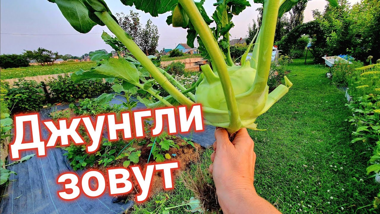 С меня ростом / ОБЗОР ОГОРОДА/ 9 ИЮЛЯ