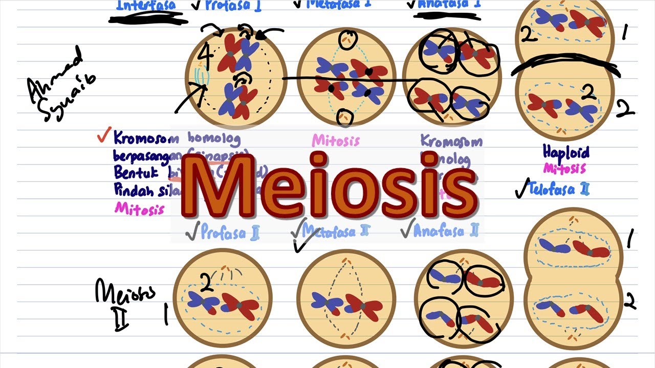 Meiosis | Biologi T4