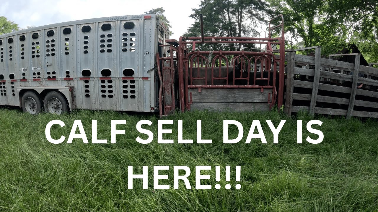 Selling Calves and More | On The Ranch!