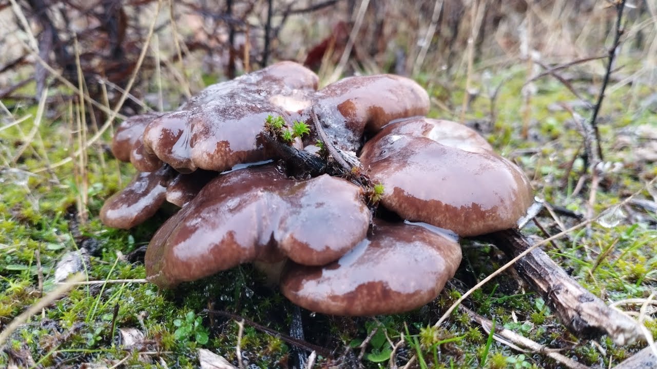 SETAS DE CARDO XXL. &iexcl;IMPRESIONANTE BROTE! DICIEMBRE 2022