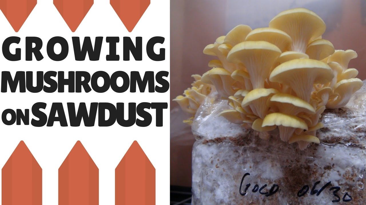 Growing Mushrooms On Sawdust: Making The Fruiting Block