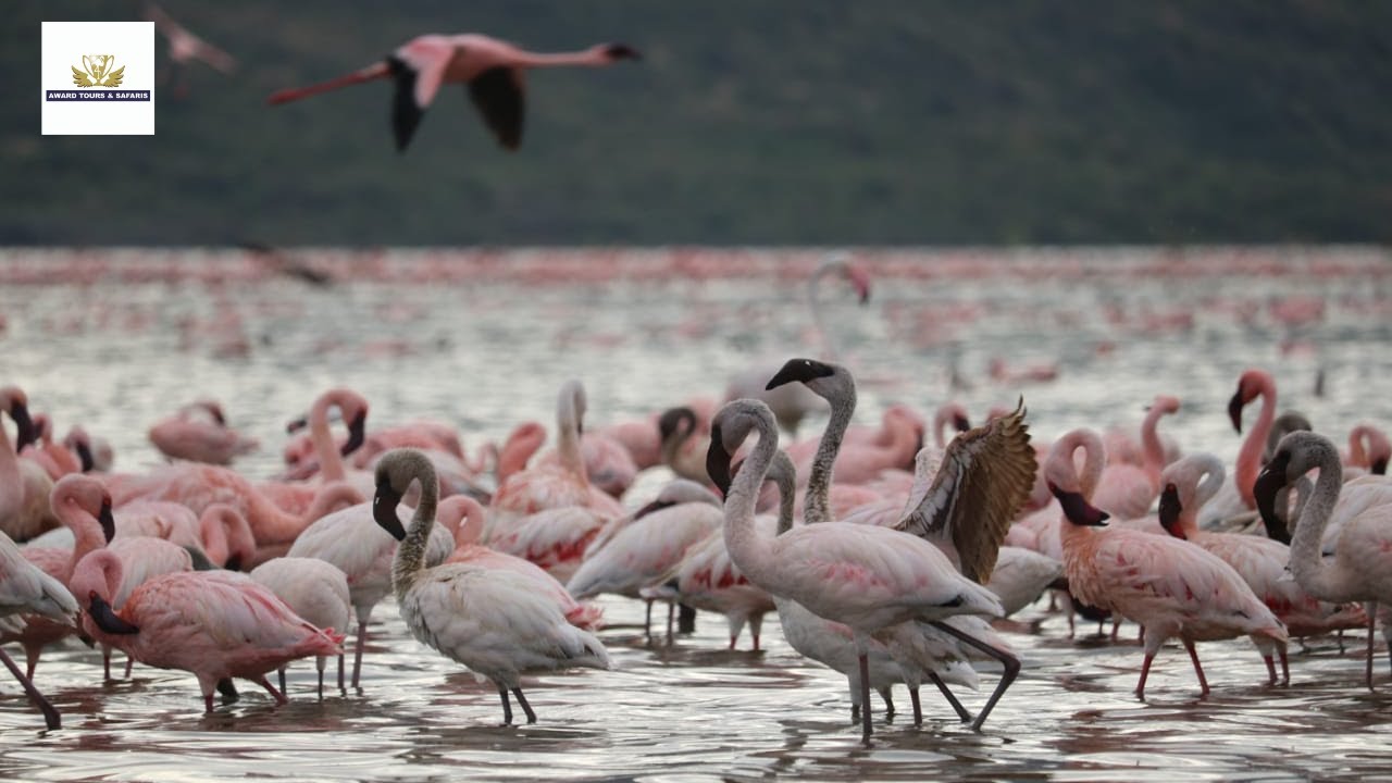 BEAUTIFUL Flamingo Dance | Pink Flamingos at Lake Elementaita - Kenya 2020 | Award Safaris