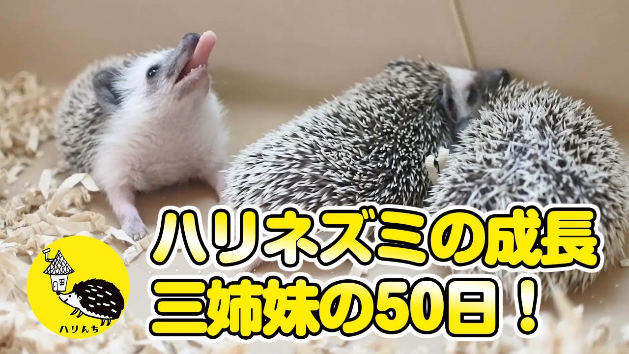 【成長ダイジェスト】ハリネズミの子育て生まれてから50日目まで！