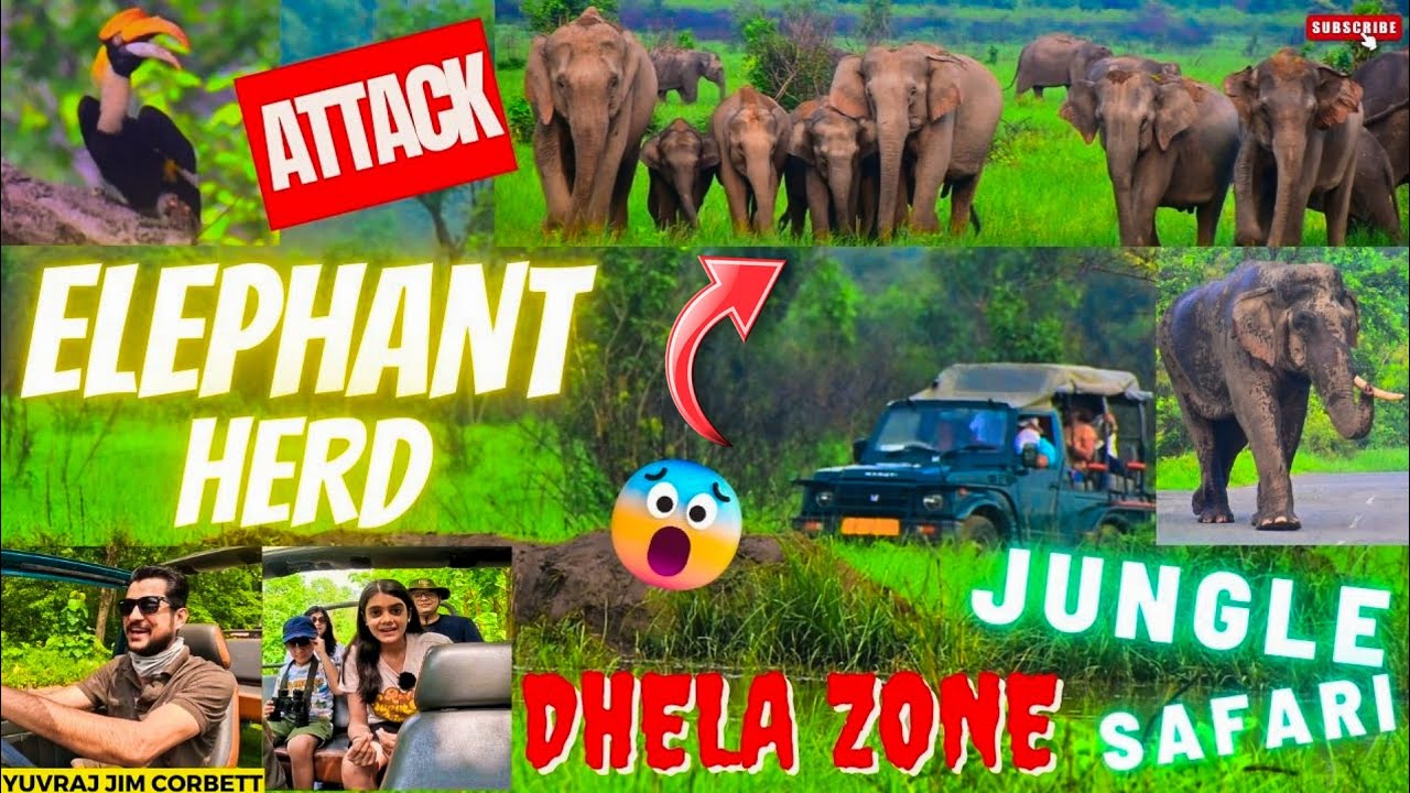 ELEPHANT KA ATTACK 😳 DHELA ZONE GRASSLAND MAIN BIGGEST HERD SIGHTING #yuvrajjimcorbett
