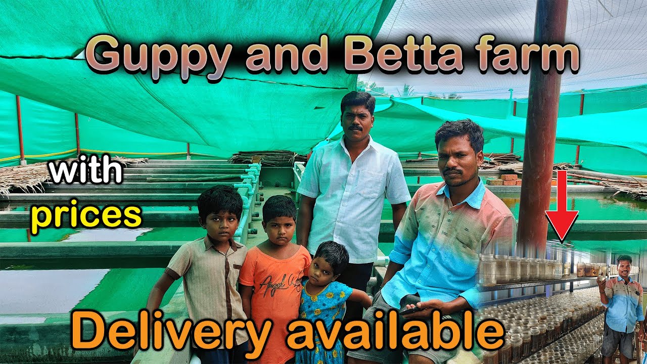 5rs from imported guppy&betta fishes|aqua farm visit|Xploring💫|#kolathur #fish #farm