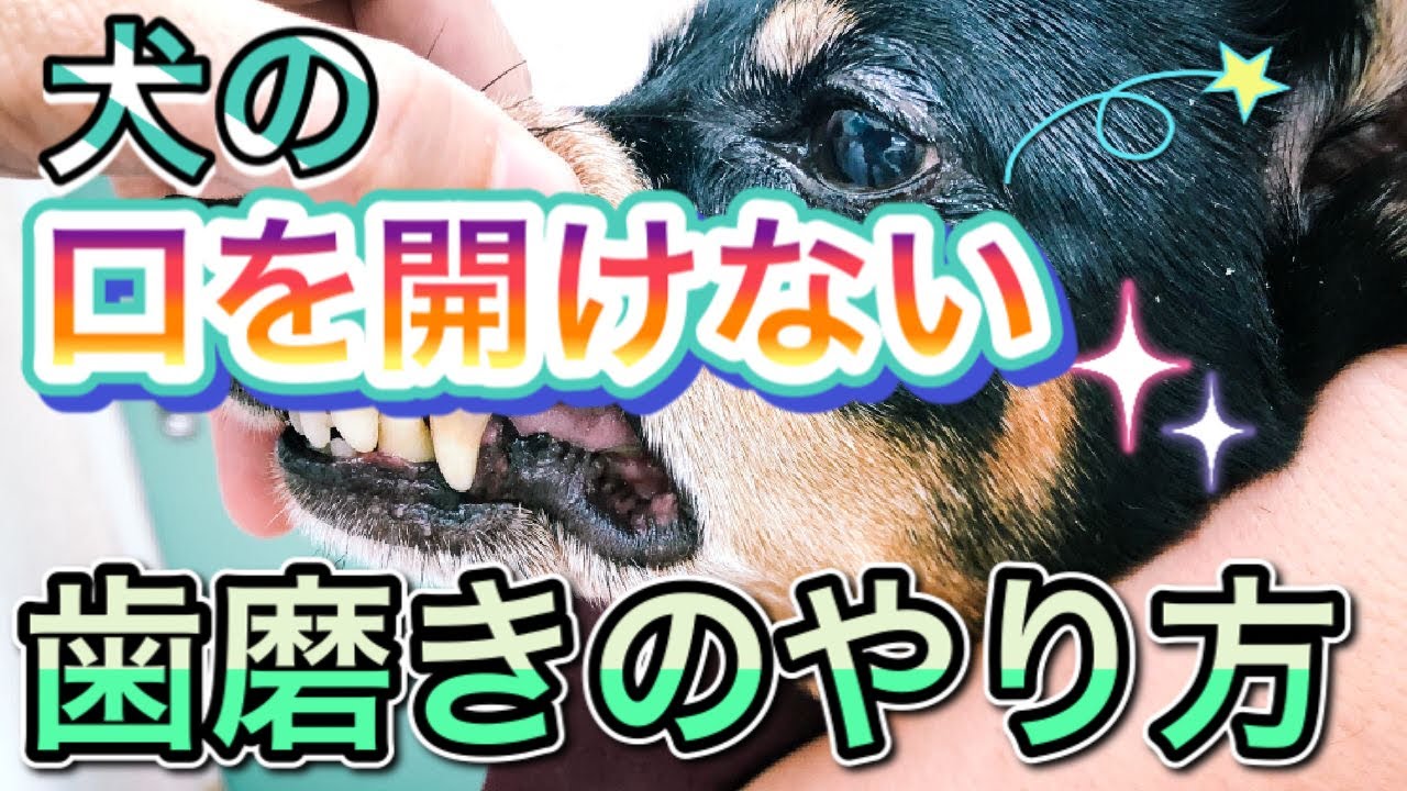 【口を開けなくても歯磨きできる！】獣医師が教える歯みがきのコツ