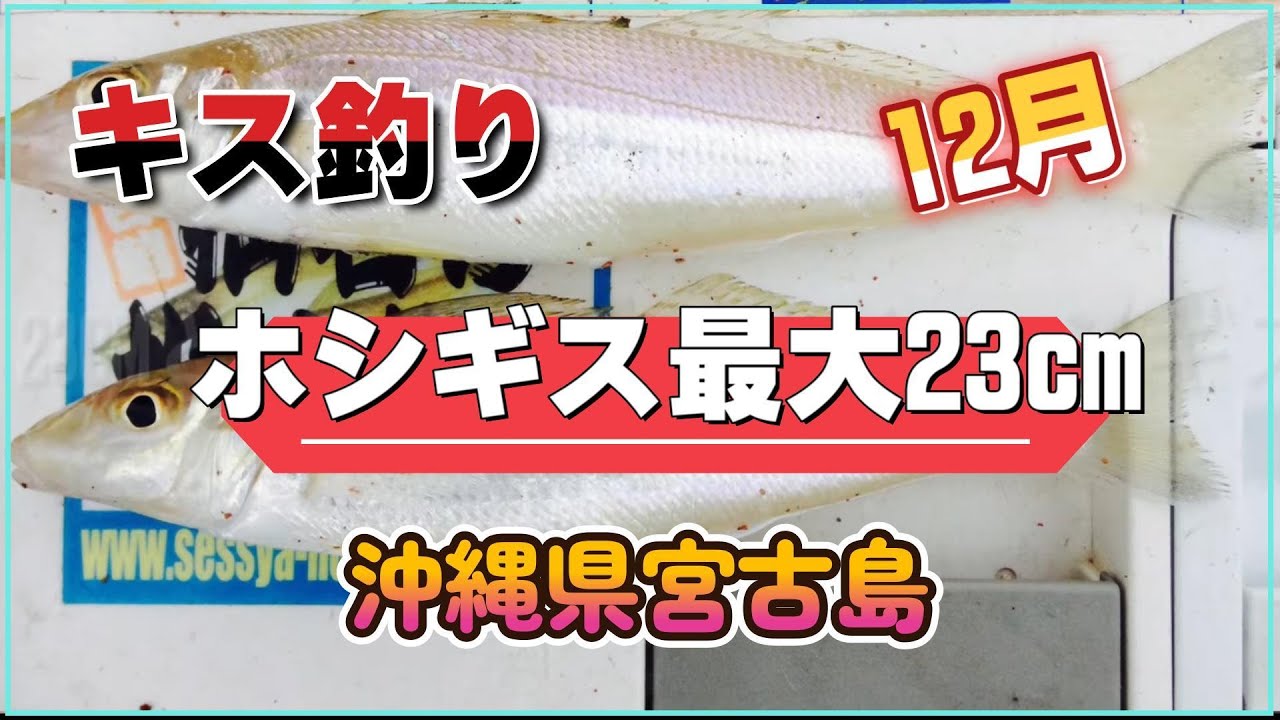 【キス釣り】宮古島でホシギス釣り