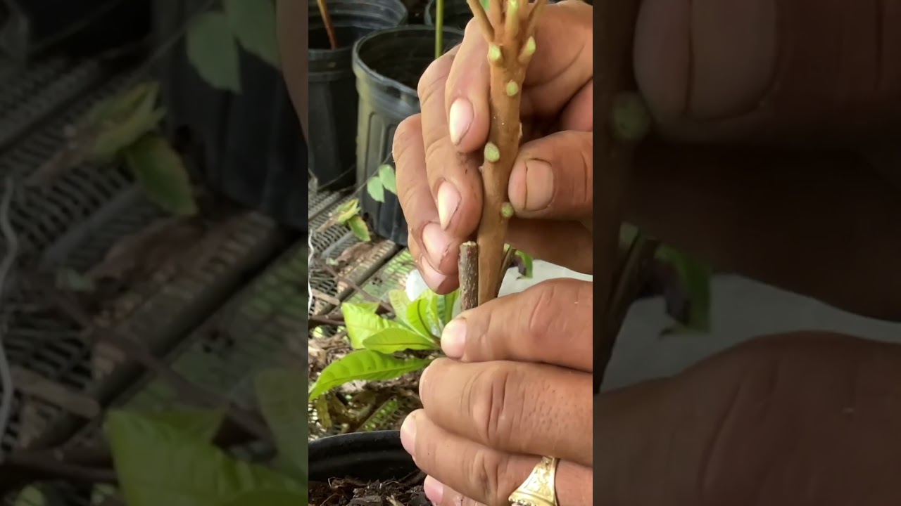 Grafting a Key West variety mamey sapote seedling