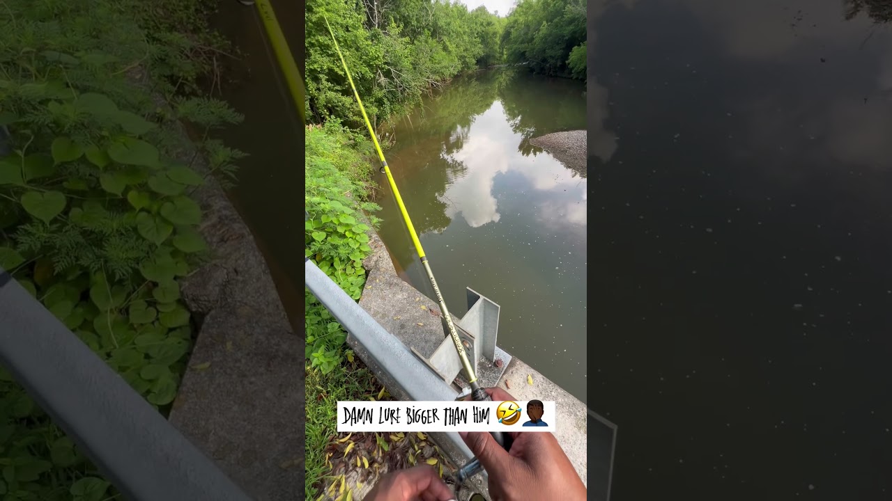 Rock Bass are so greedy 😂 