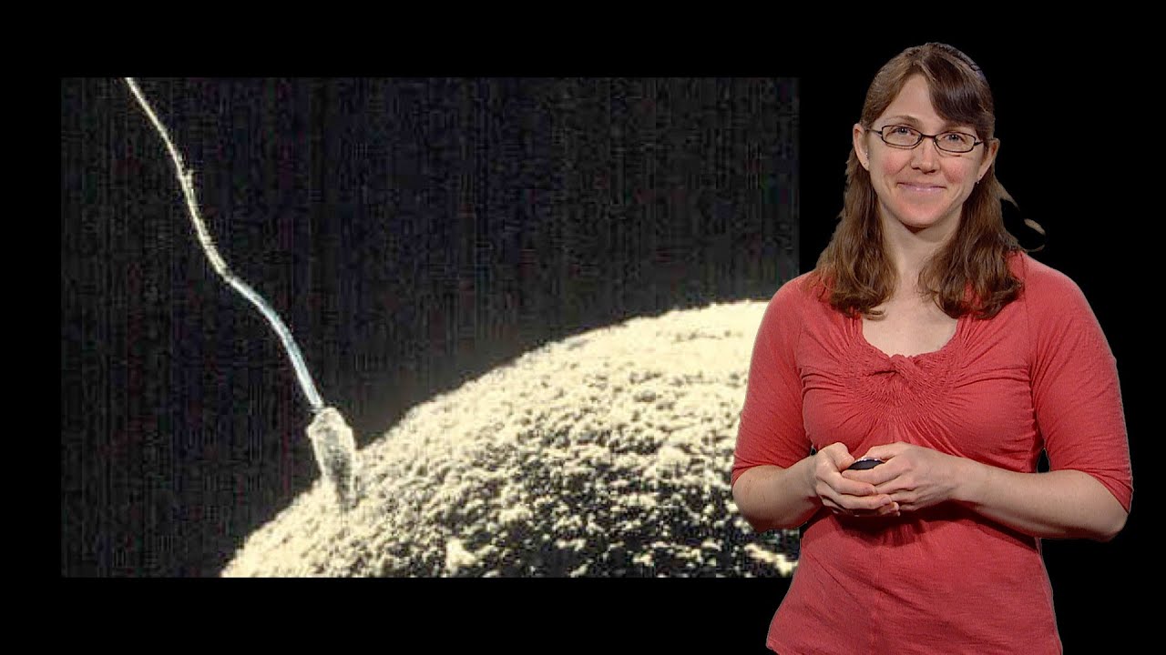 Jayme Dyer (MIT): Knowing Where to Go: How Cells Drive Without Eyes
