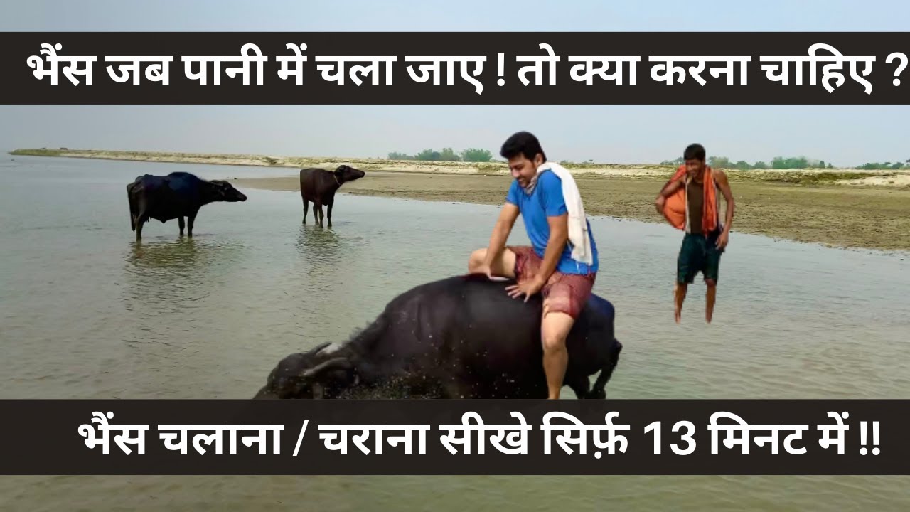 गई भैंस पानी में | Gayi Bhains Pani Mein | गाँव | KrishKiMathri