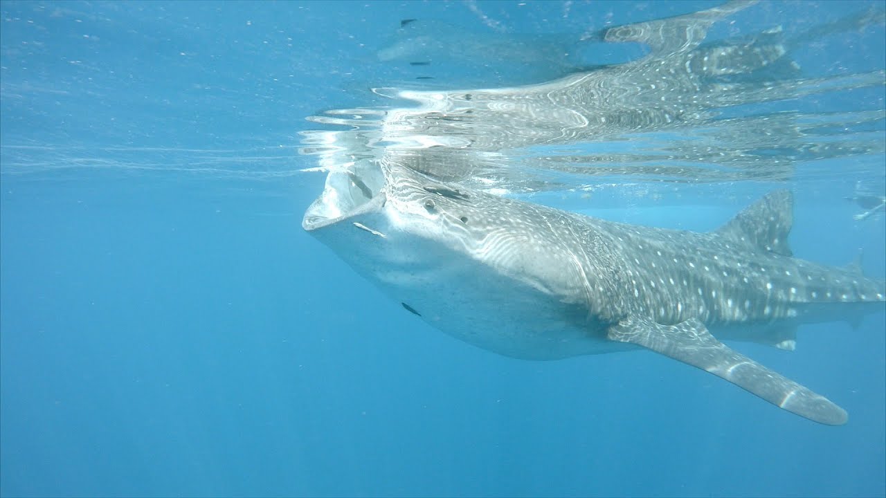 Del Sol Photography Whale Shark Adventure