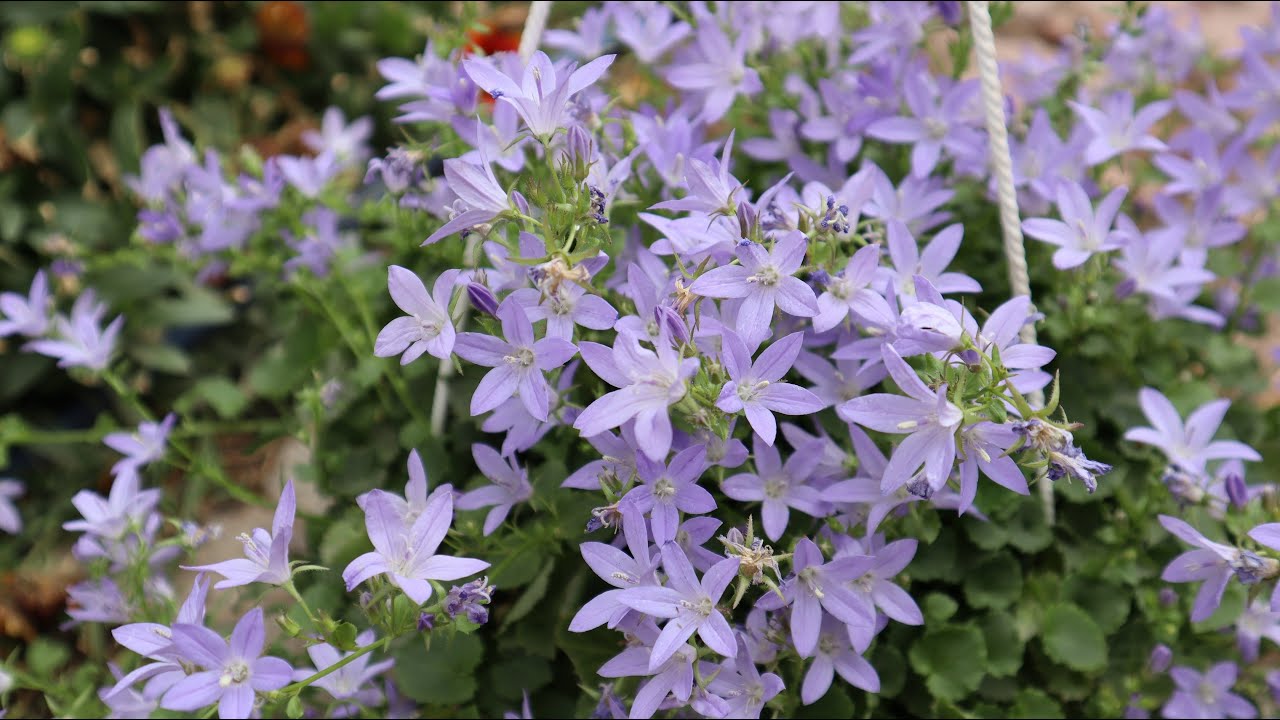 Cómo cuidar de la Campánula rastrera - Campánula poscharskyana - Campanilla - Estrella