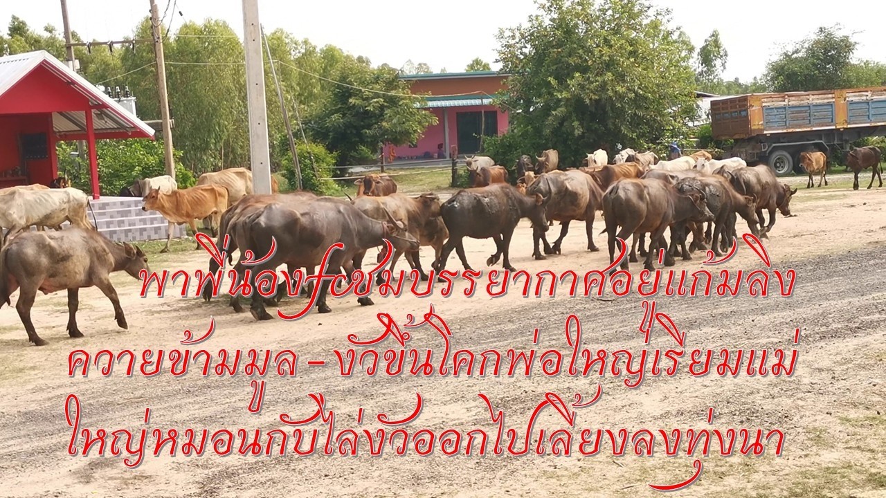 พาพี่น้องfcชมบรรยากาศอยู่แก้มลิงกับพ่อใหญ่เรียมแม่ใหญ่หมอนกับไล่งัวออกไปเลี้ยงขึ้นโคกลงทุ่งนา