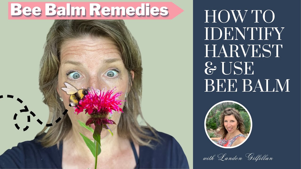 How to Identify, Harvest & Use Bee Balm (Monarda fistulosa) | Medicinal Herb Garden 2023