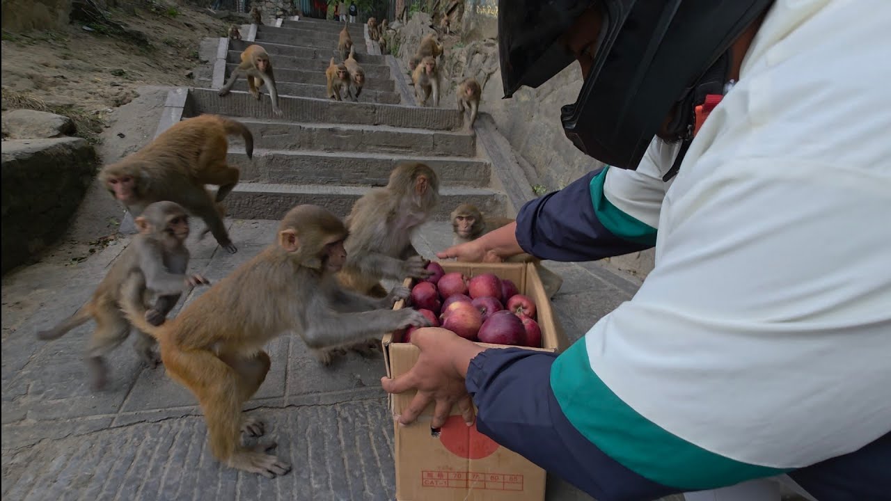 See how happy the monkeys are in the video