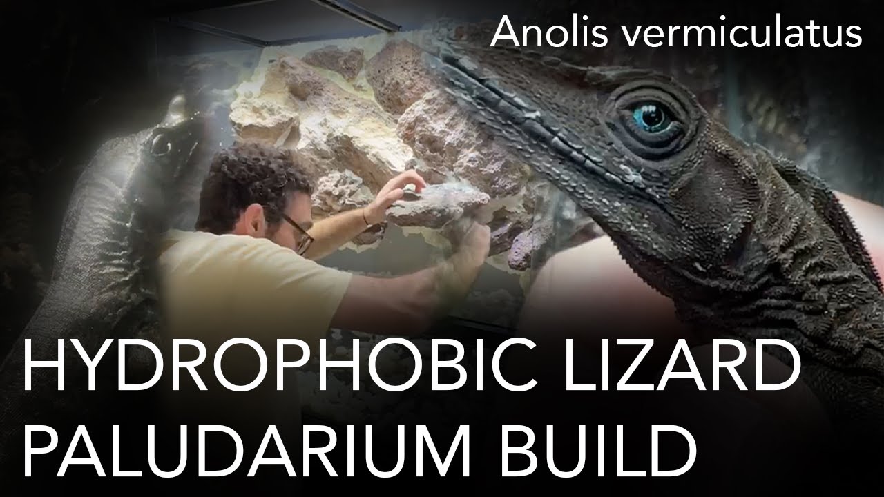 Anolis vermiculatus Paludarium Build