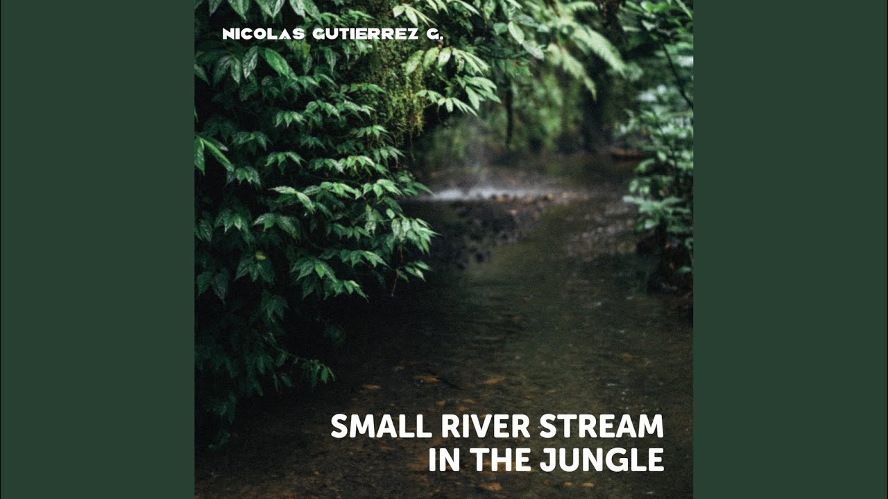Small River Stream in the Jungle