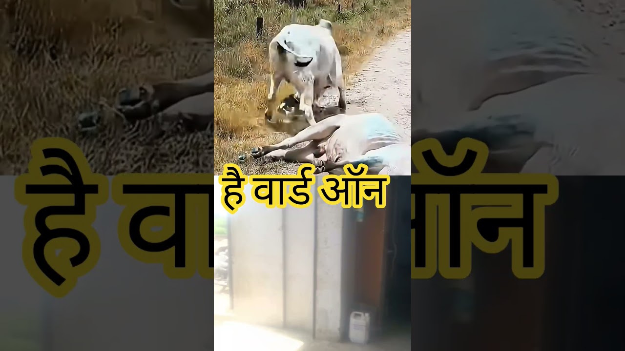 @#cow#डॉग#@ #funny #ekmotahathighumechala #comedy #2मुखी