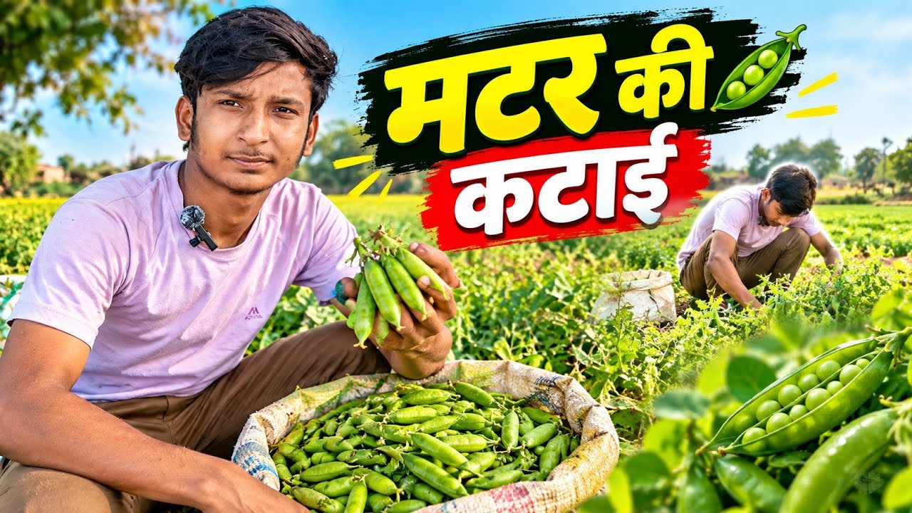 Matar katane Jana hai 