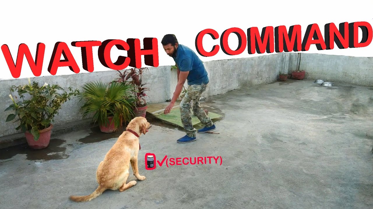 Labrador Dog Training - Day 6th : How to Train a Dog For Security (Hindi)