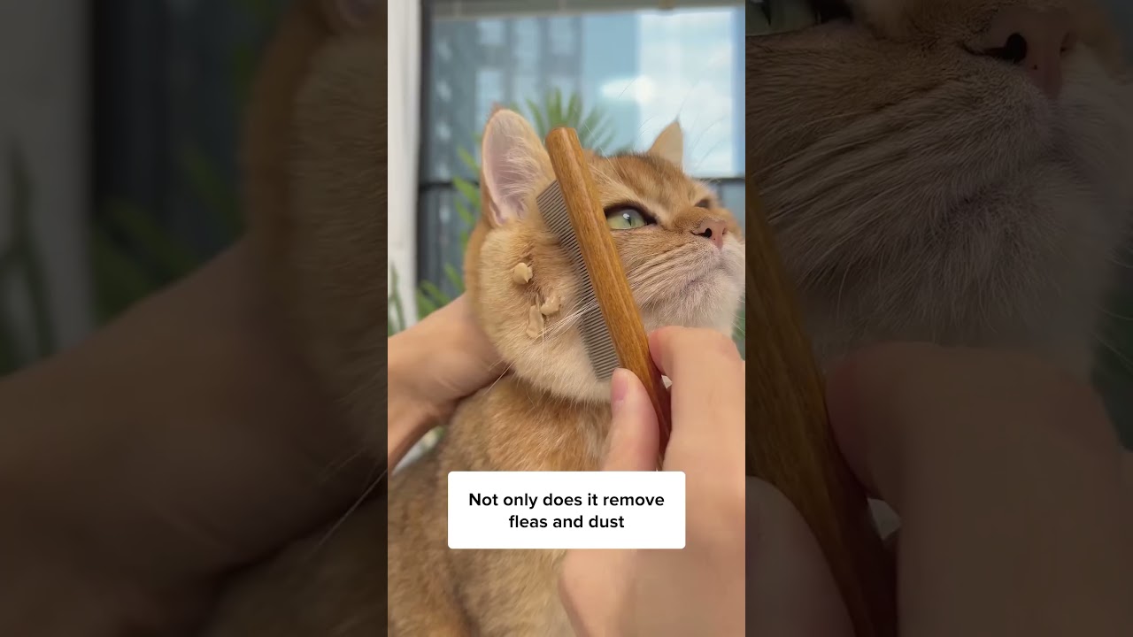 Не могу поверить, что это мой кот! 🙀