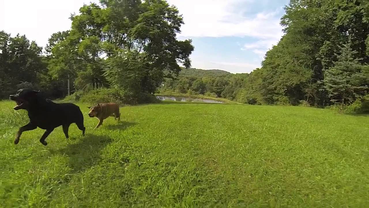 GoPro: Rottweiler Running (Slow Motion)