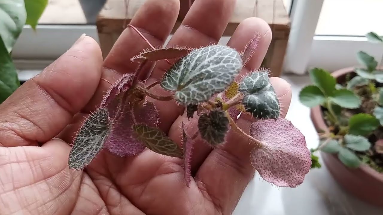 Planta barba de judeu precisa de socorro...os acertos👏