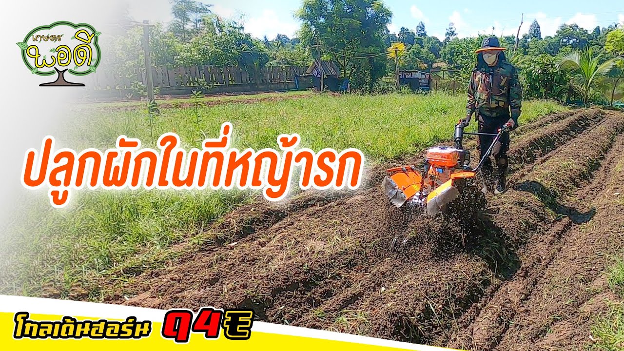 ปล่อยหญ้าไว้นาน ใช้หมูหัวไถ จะเร็วกว่า ขึ้นแปลงผักง่ายกว่า รถพรวนดินโกลเด้นฮอร์น รุ่นQ4E