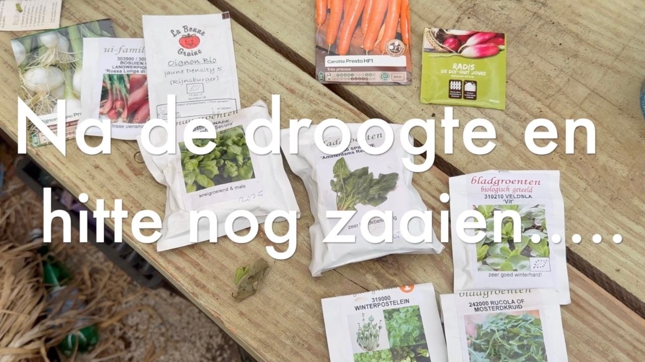 Ini's Moestuin #291 Wat kan er na 5 hittegolven en droogte nog geplant en gezaaid worden?