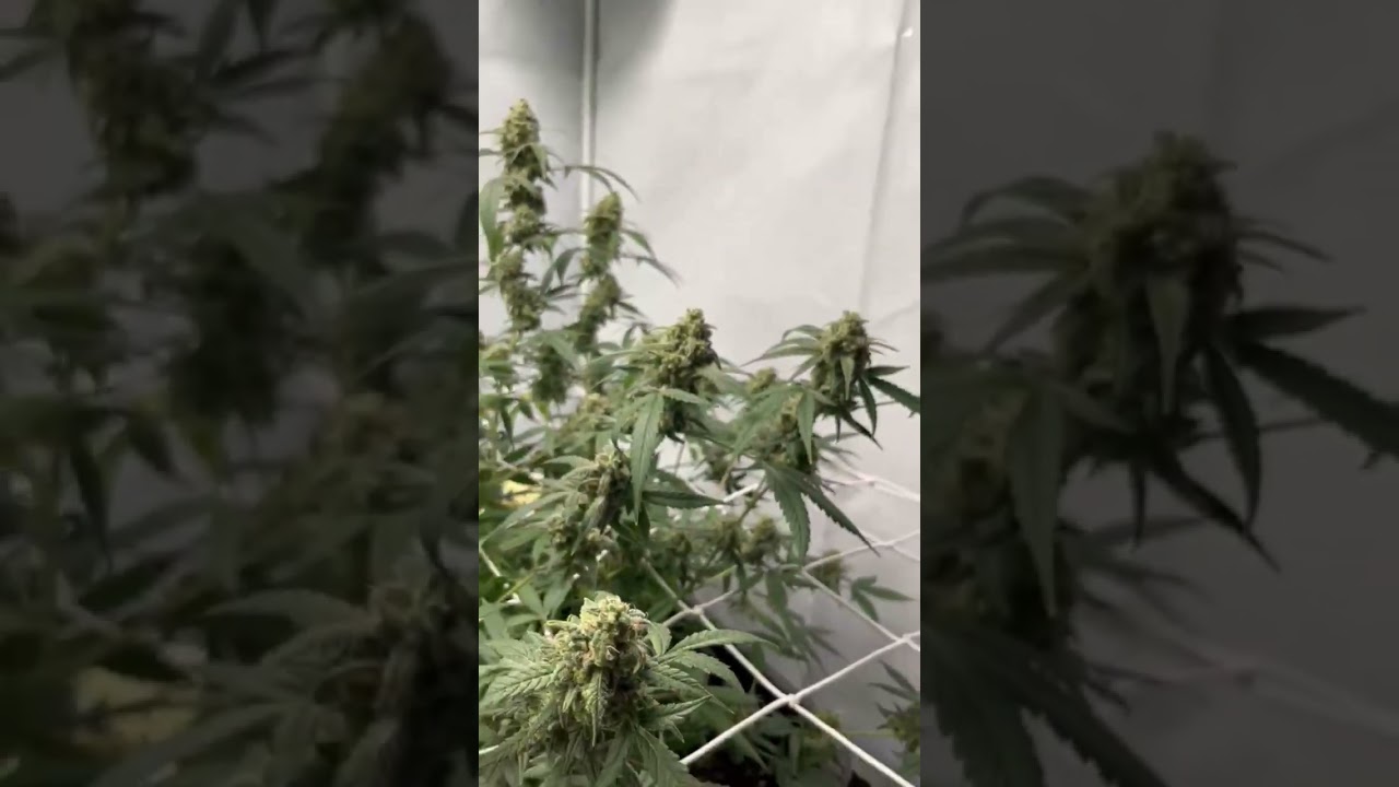 AK TRIPLE HAZE AUTO by super sativa seed club &lrm;@burnitupnina&nbsp;