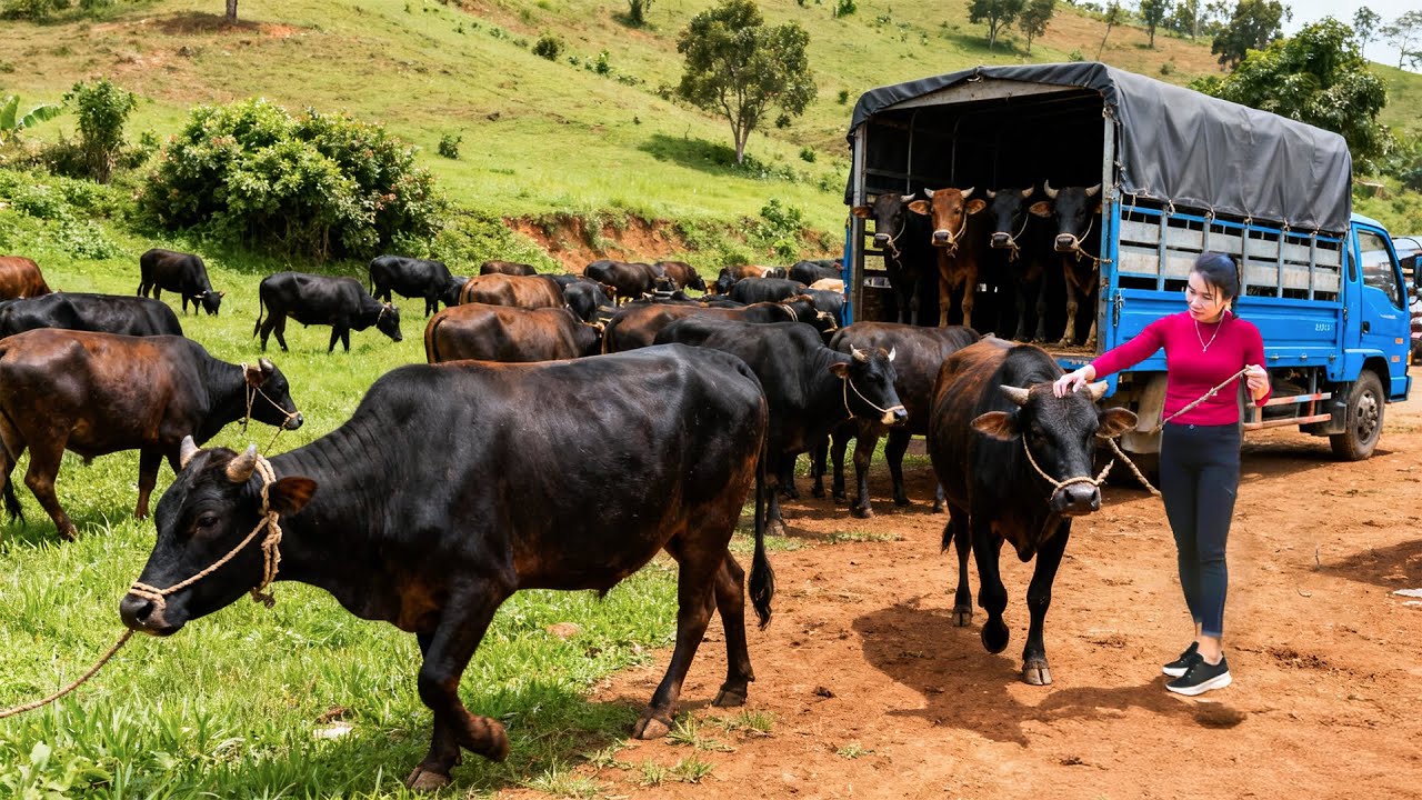 Buy Many Cows From a Cow Farm and Use a Truck to Travel 1500 km to Sell for Villagers | Farm Farm TV