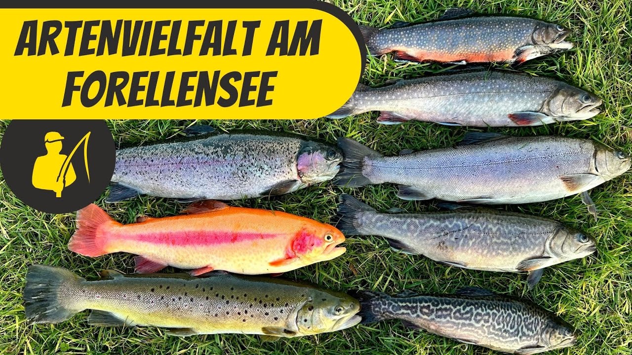 All exotic fish at the trout lake - this is how you catch them!