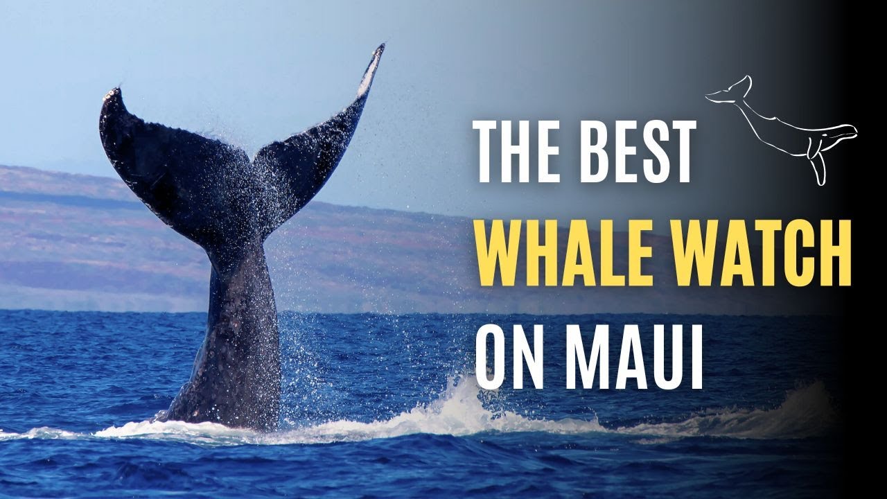 Maui's BEST Whale Watching Trip!