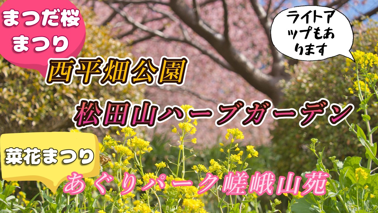 西平畑公園、まつだ桜まつり🌸あぐりパーク嵯峨山苑 菜花まつり 春の彩り風景 河津桜 枝垂れ梅、菜の花 花の競演🌸【4K】