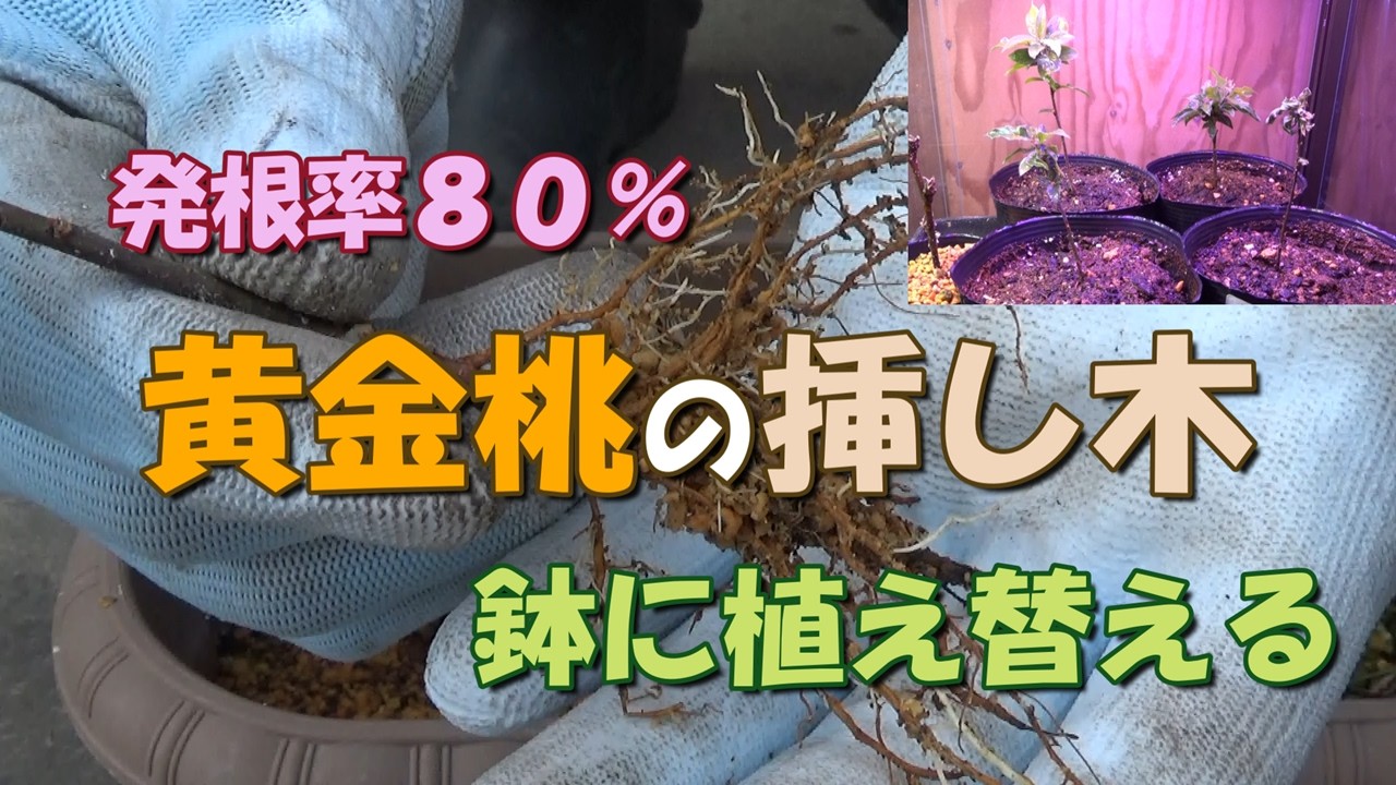 【我が家の果樹たち】発根率８０％！－黄金桃の挿し木を植え替える－