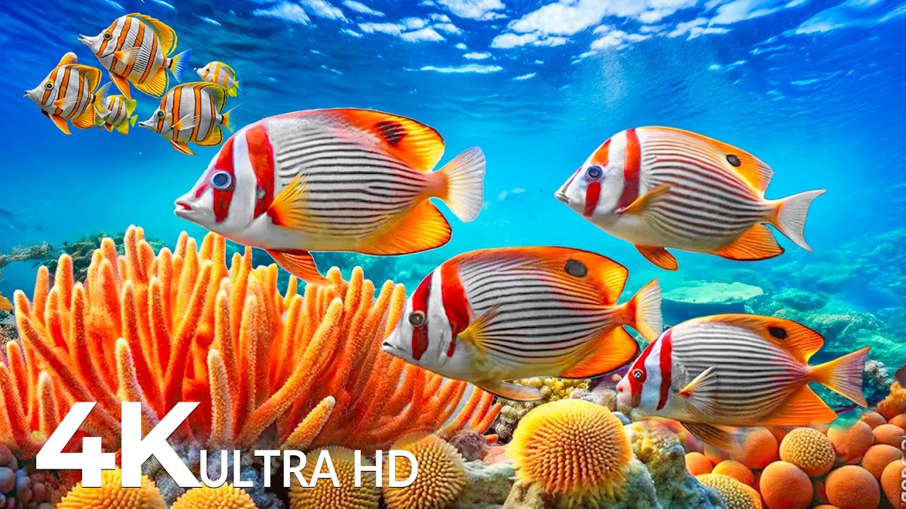 Underwater Wonders 4K | Marvel at Sea Animal in The Best 4K Aquarium 🐳 Ocean Relaxation Film #2