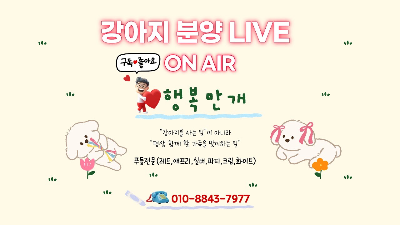 강아지분양 💛 행복만개 라이브방송 #강아지분양 #강아지입양 #강아지 #고양이 #고양이분양 #라이브 #live