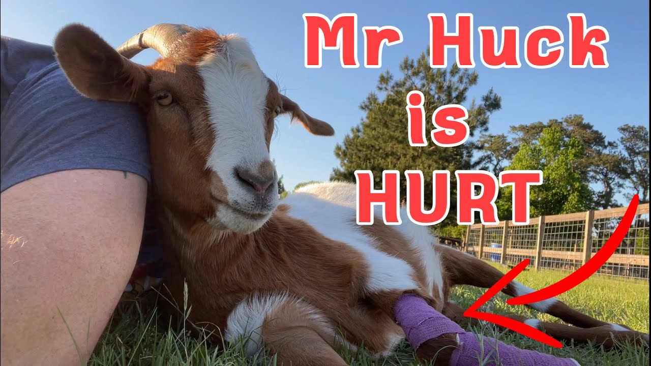 Mr Huck is Hurt