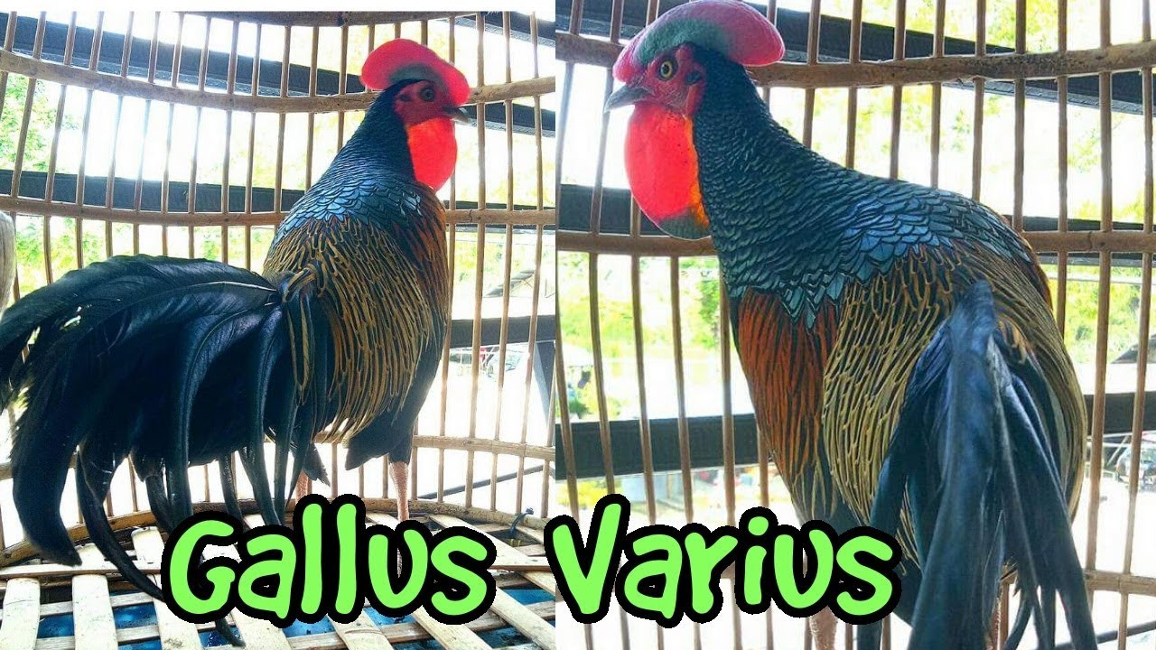 GALLUS varius(Green Jungle Fowl from indonesia)