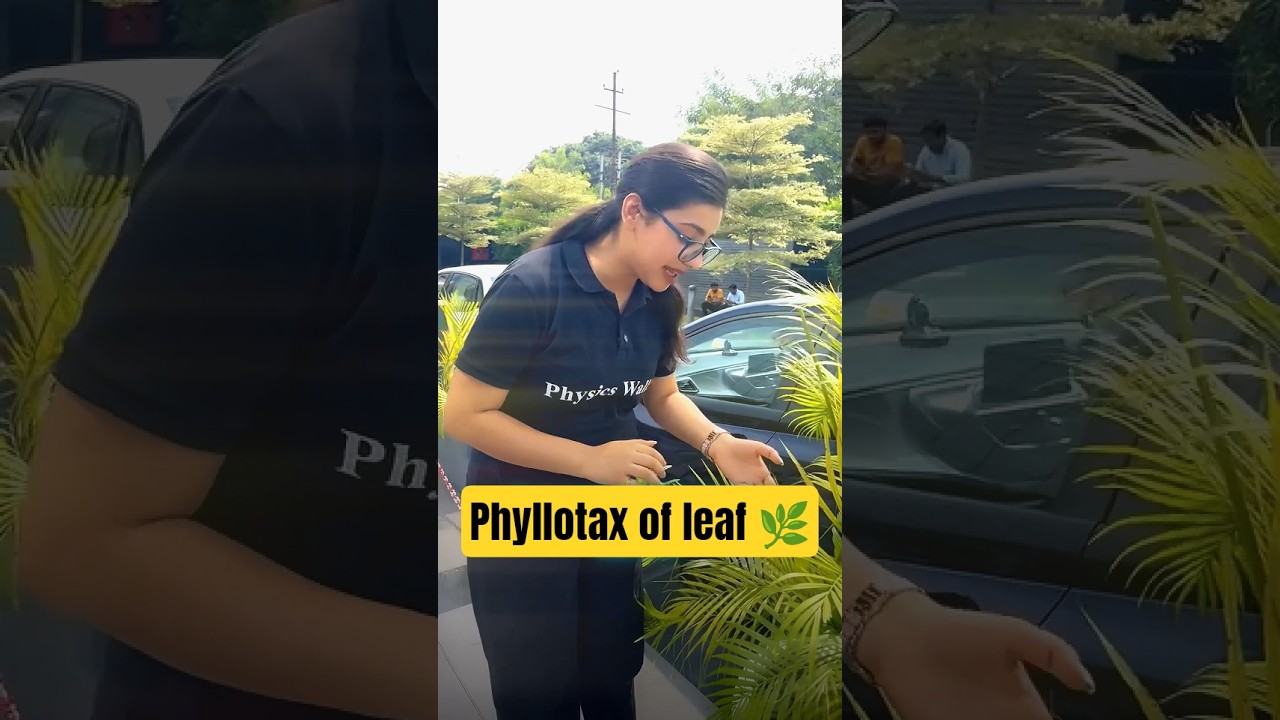 Phyllotaxy of Leaf Explained 🌿 | Class 11 Biology | NEET & Boards Preparation