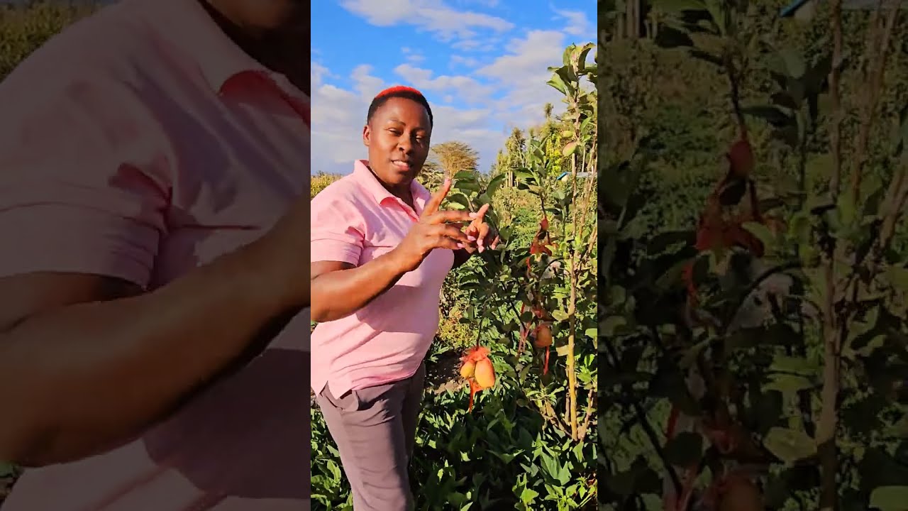 THIS IS WHAT YOU DO WHEN YOUR WAMBUGU APPLES TREE IS NOT FLOWERING ON TIME.