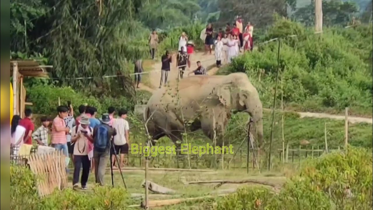Wild elephants in the Rangbang fields. Golaghat Assam.