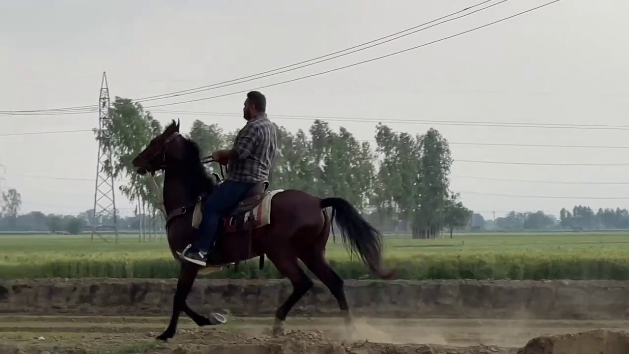 Gaited horse training under supervision of Master Jugal Singh ji
